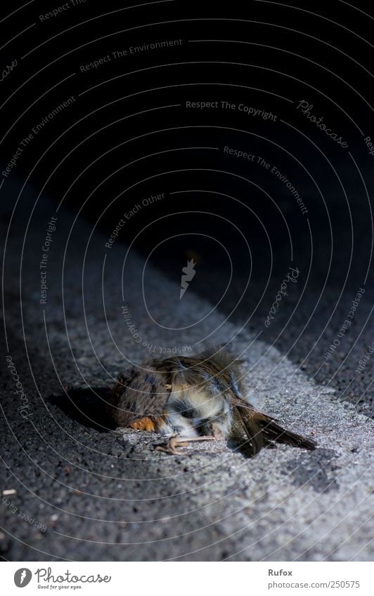 leise schlafen... Natur Straßenverkehr Begrenzungsstreifen Tier Vogel 1 liegen ästhetisch außergewöhnlich bedrohlich dunkel Ekel kalt natürlich trist Tierliebe