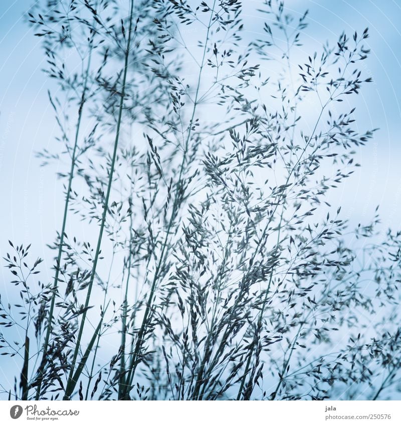 gräser Umwelt Natur Pflanze Himmel Gras Grünpflanze Wildpflanze Wiese natürlich blau Farbfoto Außenaufnahme Menschenleer Tag