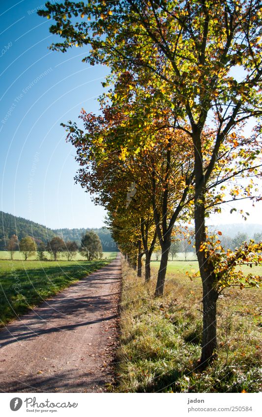 sonnenallee. wandern Sonnenlicht Herbst Schönes Wetter Baum Wiese Straße Wege & Pfade Unendlichkeit blau mehrfarbig Romantik entdecken Horizont Idylle Ferne