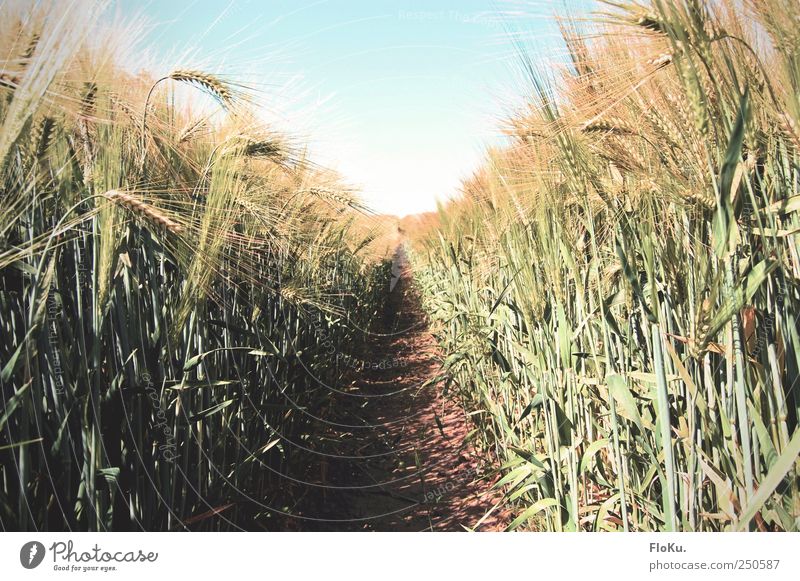 Schneise im Feld Landwirtschaft Forstwirtschaft Umwelt Natur Landschaft Pflanze Erde Himmel Wolkenloser Himmel Sonnenlicht Sommer Schönes Wetter Gras Blatt