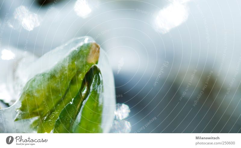 Konserviertes Leben Natur Pflanze Winter Eis Frost Blatt Grünpflanze frisch glänzend hell blau grau grün Frühlingsgefühle Schutz ruhig Geborgenheit kalt