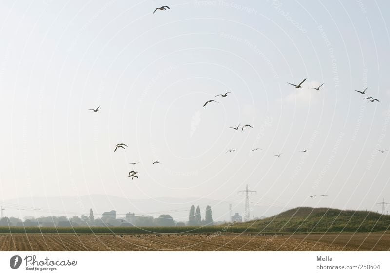 Sammelstelle Umwelt Landschaft Feld Tier Vogel Gans Tiergruppe Schwarm fliegen frei natürlich Zusammensein Freiheit Natur Ferne Zugvogel Wildgans Grundbesitz