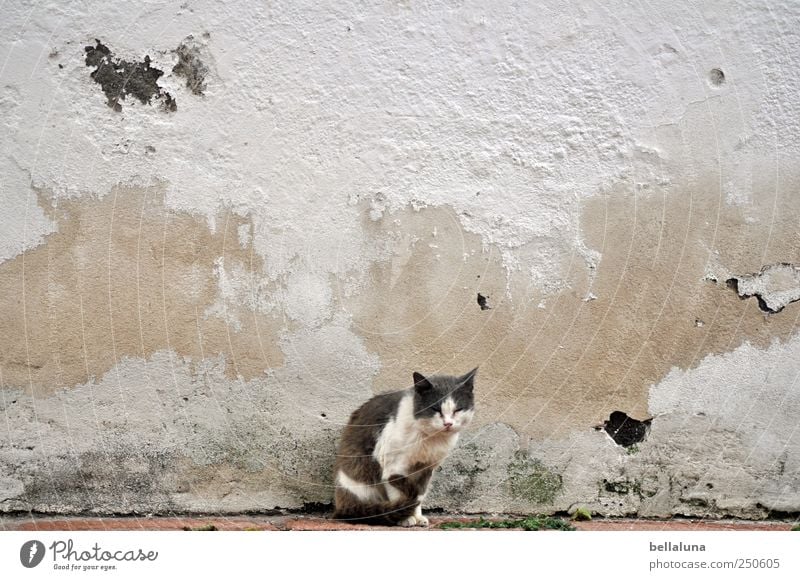 Nicht mein Tag. Mauer Wand Tier Haustier Katze Tiergesicht Fell 1 sitzen Teneriffa mediterran Erholung erholsam Putztuch Putzfassade Farbfoto Gedeckte Farben