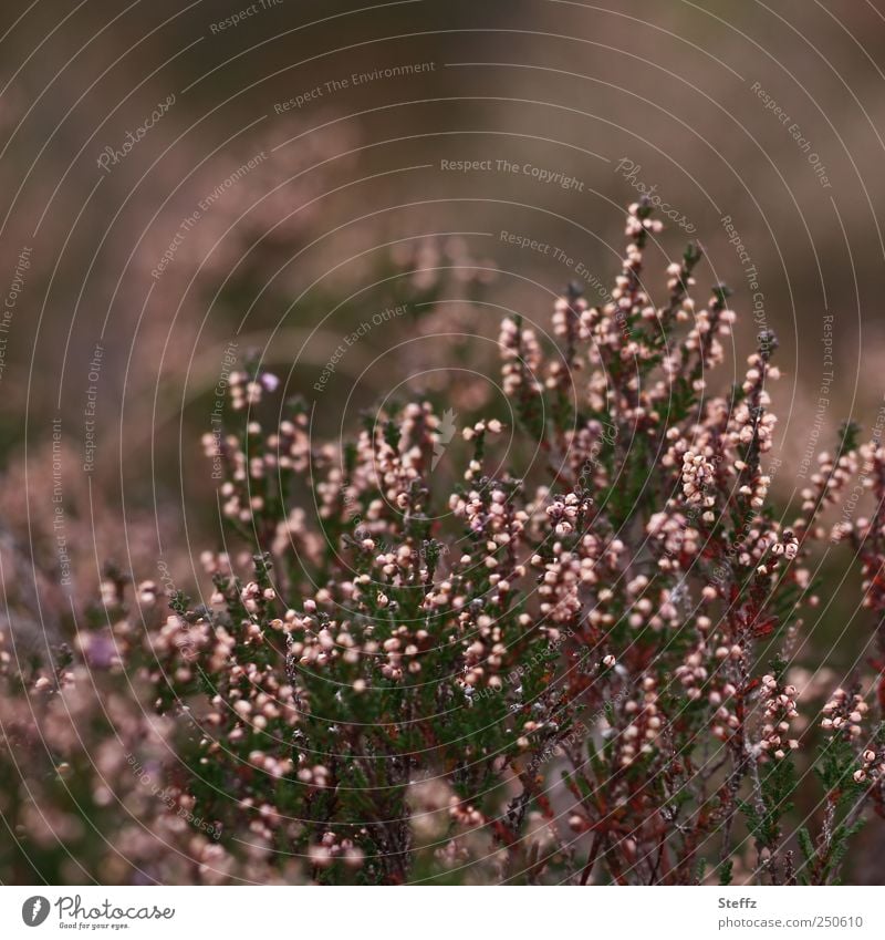 Heide im September Heideromantik Heidestille nordisch heimisch heimische Wildpflanze nordische Wildpflanze nordische Romantik heimische Pflanzen malerisch