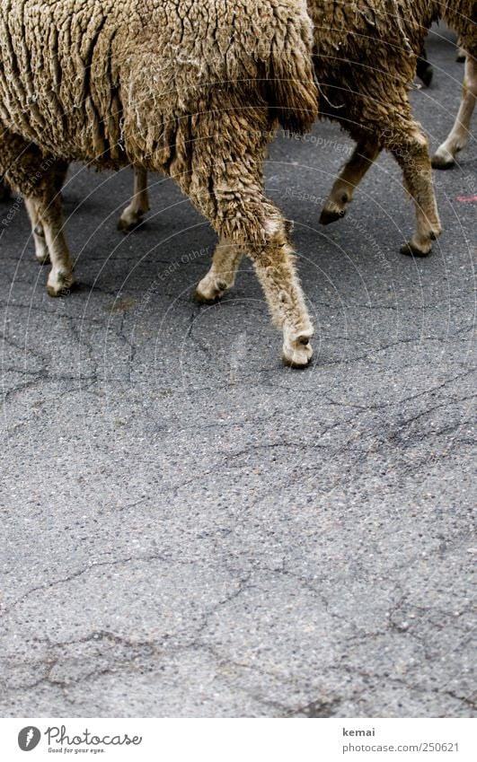 Schafwandeln Straße Asphalt Riss Tier Nutztier Fell Pfote Huf Tiergruppe Herde gehen grau buschig Schaffell Gleichschritt dreckig Farbfoto Gedeckte Farben