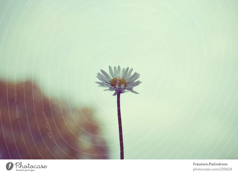 Tausendschön. Umwelt Natur Pflanze Luft Himmel Wolkenloser Himmel Frühling Schönes Wetter Blume Blatt Blüte Gänseblümchen Garten Blühend fliegen verblüht