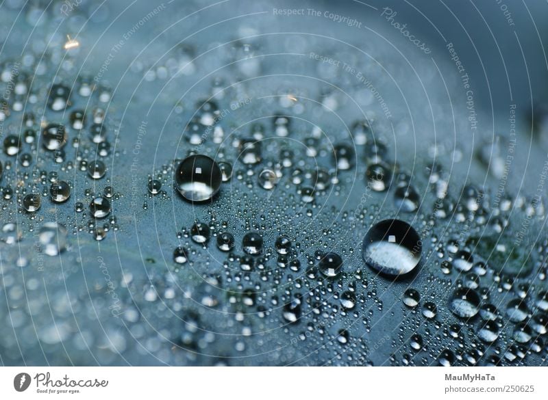 Wassertropfen Natur Pflanze Wetter Blatt Grünpflanze Garten Feld Tugend Optimismus Macht Tatkraft träumen chaotisch Design Kontakt Kunst Leben Farbfoto