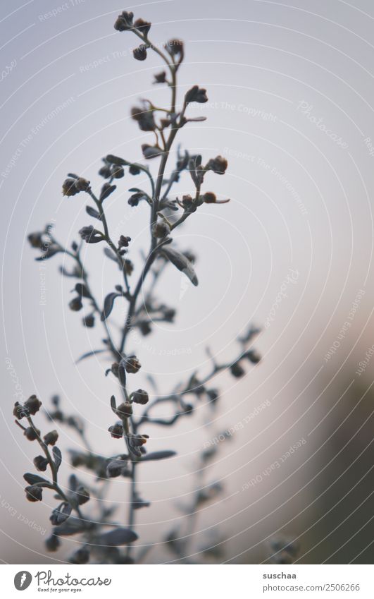 natur Natur Pflanze Garten Park Außenaufnahme Blume Heilpflanzen Abenddämmerung Sommer Kräuter & Gewürze Heilung Alternativmedizin Botanik Blüte Blütenknospen