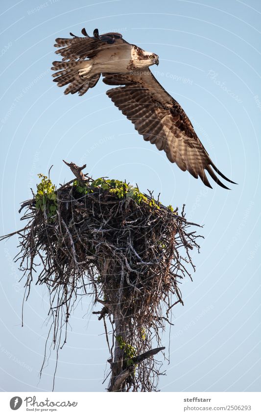 Fischadler Greifvogel Pandion haliaetus fliegt über ein Nest. Strand Meer Natur Sand Urwald Küste Tier Wildtier Vogel 1 fliegen braun weiß Meeresvogel Seefahrer