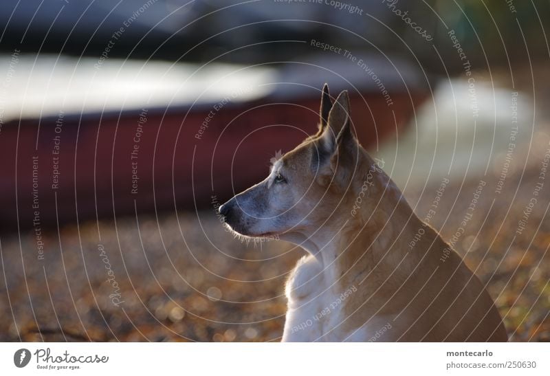 Lauscher auf... Umwelt Natur Seeufer Tier Haustier Hund Tiergesicht Fell 1 hören Blick Farbfoto mehrfarbig Außenaufnahme Nahaufnahme Textfreiraum links Tag