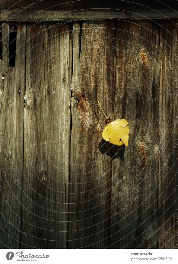 Single Umwelt Natur Pflanze Sonnenlicht Herbst Schönes Wetter Blatt Park Seeufer Tür Holz authentisch klein natürlich braun gelb gold schwarz Türblattl Farbfoto