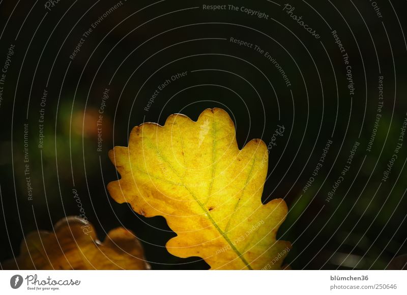 Licht aus, Spot an! Umwelt Natur Pflanze Herbst Blatt fallen klein natürlich gelb gold Herbstlaub herbstlich Herbstfärbung Herbstwald Jahreszeiten Blattadern