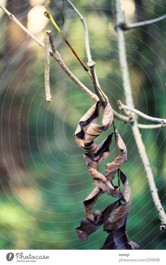 trocknen Umwelt Natur Herbst Blatt Wald natürlich braun welk Ast Trauer Tod Farbfoto Außenaufnahme Nahaufnahme Detailaufnahme Menschenleer Textfreiraum links