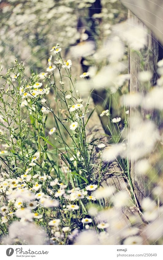 blühen Natur Schönes Wetter Pflanze Blume Sträucher Grünpflanze Garten Park Wiese natürlich grün Blühend Margerite hell Farbfoto Außenaufnahme Menschenleer Tag