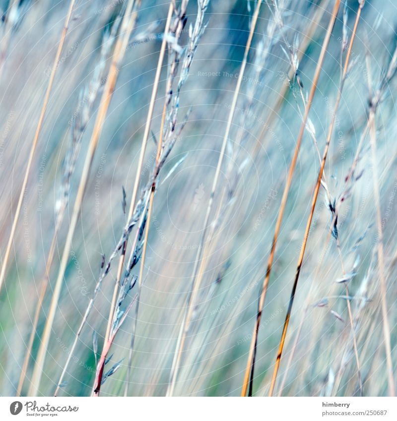 windless ruhig Ausflug Berge u. Gebirge Landwirtschaft Forstwirtschaft Umwelt Natur Landschaft Pflanze Sommer Grünpflanze Nutzpflanze Garten Park Wiese Feld