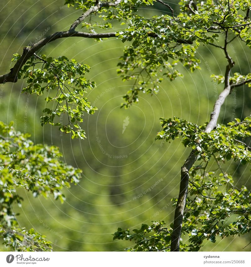 Es grünt so grün harmonisch Wohlgefühl Zufriedenheit Erholung ruhig Ausflug Ferne Freiheit Umwelt Natur Sommer Wald ästhetisch einzigartig erleben Leben schön