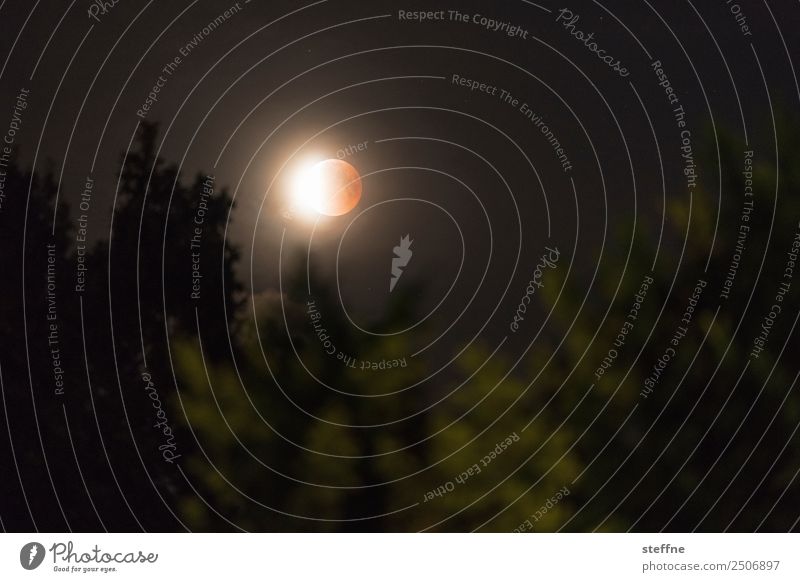 Blutmond bei totaler Mondfinsternis über Baumwipfeln Umwelt Natur Vollmond ästhetisch außergewöhnlich blutmond Astronomie Farbfoto Menschenleer