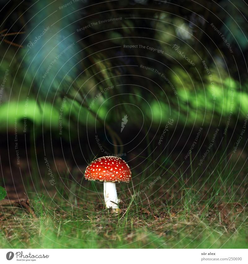 Götterpilz Ernährung Natur Pflanze Gras Pilz Pilzhut Fliegenpilz Wald Blühend Wachstum ästhetisch bedrohlich exotisch nachhaltig rund schön grün rot weiß Glück