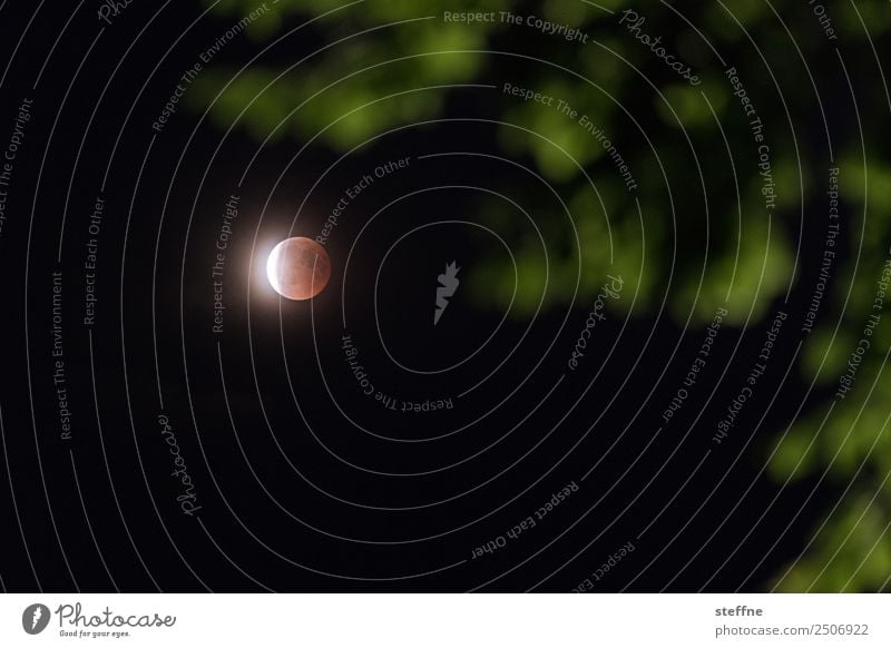 Blutmond bei totaler Mondfinsternis, durch Baum fotografiert Umwelt Natur Vollmond ästhetisch außergewöhnlich blutmond Lichtschein Farbfoto Menschenleer