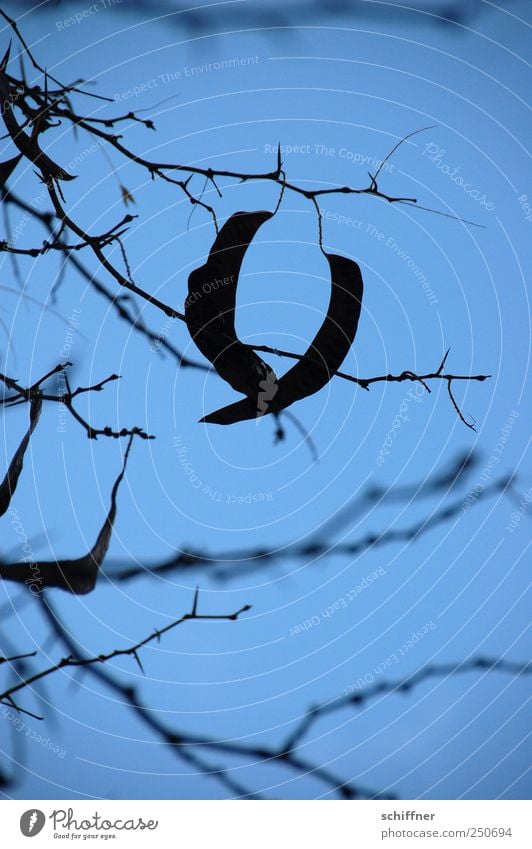 Zu zweit abhängen Pflanze schlechtes Wetter blau Blüte Zusammensein paarweise Verbundenheit Trauer Traumwelt Ast Stachel Traurigkeit dunkel Dämmerung festhalten