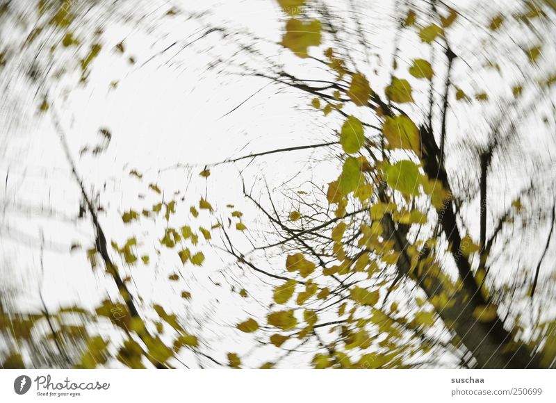 baum II Umwelt Natur Luft Himmel Herbst Klima Klimawandel Wetter Wind Sturm Baum dunkel grün Einsamkeit Bewegung Vergangenheit Vergänglichkeit