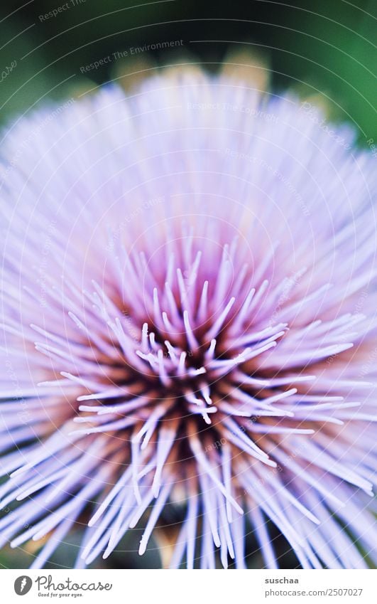 blume in violtett blüte pflanze natur garten violett zart pastellfarben nektar sommer warm draußen nahaufnahme