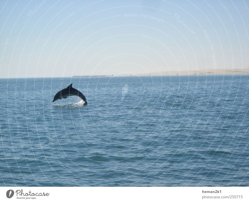 Ecco the Dolphin Ferien & Urlaub & Reisen Tourismus Ausflug Freiheit Meer Natur Wasser Tier Wildtier Fisch Delphine 1 springen Fröhlichkeit blau Schwarzweißfoto