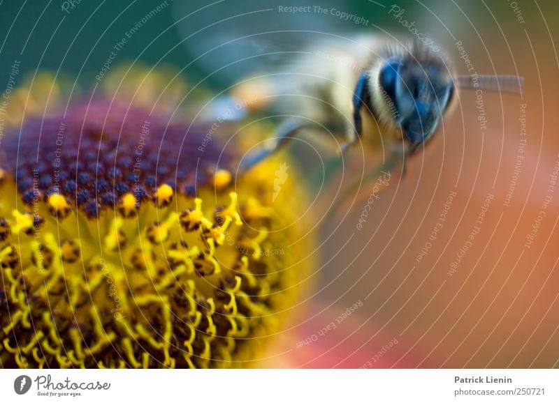 Abflug schön Sommer Garten Arbeit & Erwerbstätigkeit Auge Umwelt Natur Pflanze Tier Blume Blüte Wildtier Biene Sammlung ästhetisch wild Honig fliegen Farbfoto