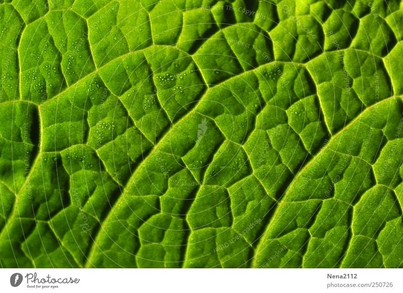 Blattläusestraßenkarte Natur Pflanze Grünpflanze Nutzpflanze grün seitenrippe Wassertropfen Tau blattrippen Grafische Darstellung graphisch Farbfoto