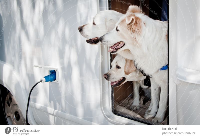 ...guck guck.. Tourismus Ausflug Freiheit Sonnenlicht Sommer Autofahren Wohnmobil Tier Haustier Hund Tiergesicht 3 Tiergruppe Rudel genießen lustig blau weiß