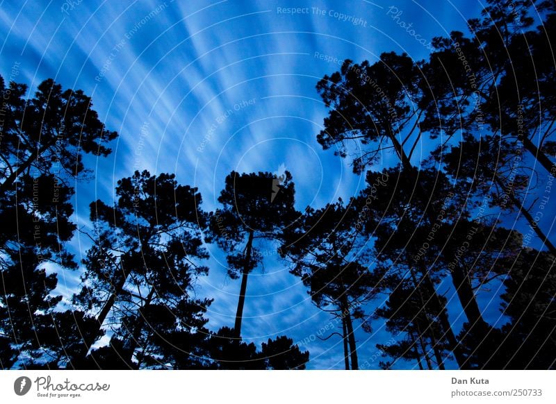 Zugkraft Himmel Wolken Klimawandel Sturm authentisch dunkel Bewegungsunschärfe Pinie Waldlichtung Waldrand Weitwinkel Langzeitbelichtung hochgewachsen