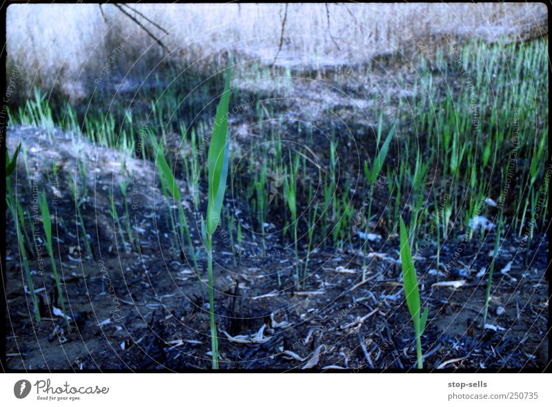 Leben nach dem Feuer Umwelt Natur Pflanze Urelemente Erde Dürre Gras Wildpflanze Wiese Feld Wachstum positiv Hoffnung Waldbrand grünen reinkarnation