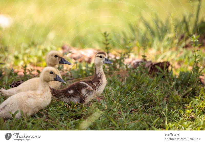 Gelbes Baby Muskovy Entenküken Cairina moschata Sommer Mutter Erwachsene Familie & Verwandtschaft Natur Tier Gras Teich Nutztier Wildtier Vogel Tiergesicht 3