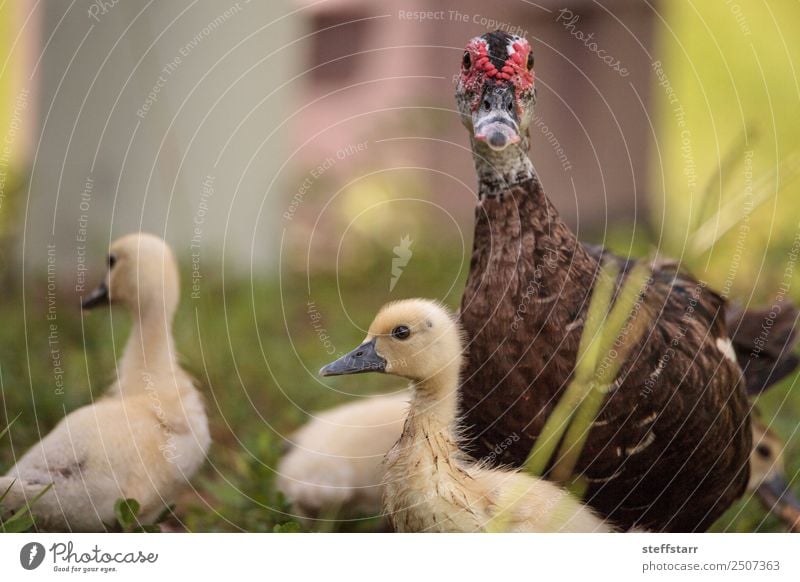 Gelbes Baby Muskovy Entenküken Cairina moschata Sommer Mutter Erwachsene Familie & Verwandtschaft Natur Tier Teich Nutztier Wildtier Vogel 3 Schwarm Tierjunges