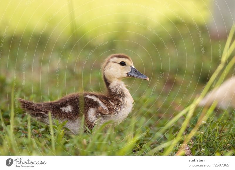 Gelbes Baby Muskovy Entenküken Cairina moschata Sommer Mutter Erwachsene Familie & Verwandtschaft Natur Tier Gras Teich Nutztier Wildtier Vogel 1 Tierjunges