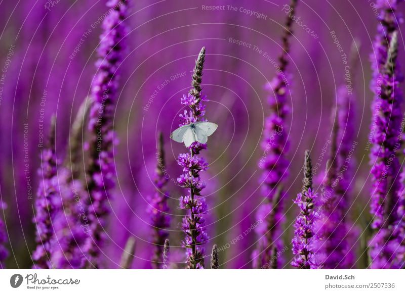 Kohlweißschmetterling auf Blutfelberich Natur Pflanze Tier Wildpflanze Wildtier Schmetterling 1 violett Farbfoto Außenaufnahme Detailaufnahme Textfreiraum links