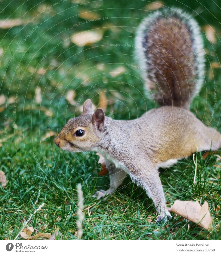 morgensport. Blatt Wiese Tier Wildtier Pfote Eichhörnchen 1 Bewegung beweglich gelenkig Neugier Farbfoto Außenaufnahme Schwache Tiefenschärfe Tierporträt