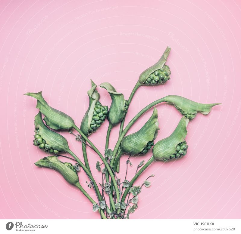 Grüner tropische Blumen Bündel auf rosa Hintergrund Stil Design Sommer Tisch Natur Pflanze grün Calla Hintergrundbild Grünpflanze exotisch Farbfoto