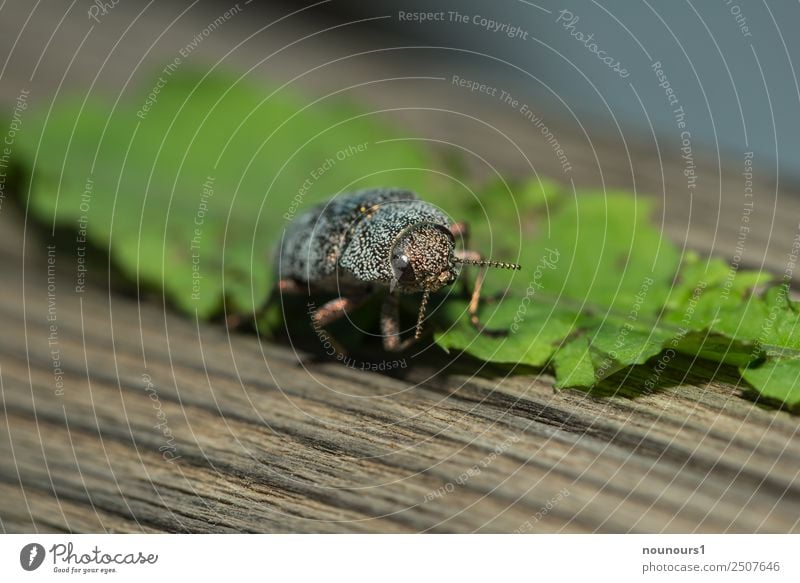 goldig glänzend Tier Wildtier Käfer 1 krabbeln laufen leuchten außergewöhnlich schön braun grau grün Farbfoto Außenaufnahme Makroaufnahme Tag Blitzlichtaufnahme