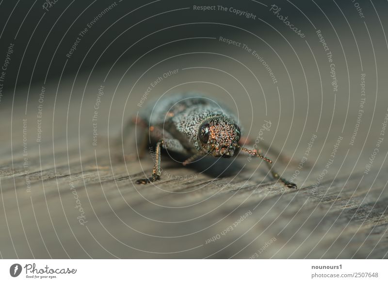 goldig Tier Wildtier Käfer 1 glänzend hocken krabbeln laufen außergewöhnlich schön braun grau schwarz Farbfoto Gedeckte Farben Außenaufnahme Makroaufnahme Tag