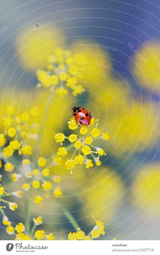 wer mag nen suschaa-glückskäfer? Blume Blüte Natur Außenaufnahme Pflanze Kraut Dill schön Insekt Käfer Glücksbringer Marienkäfer gelb Schwache Tiefenschärfe