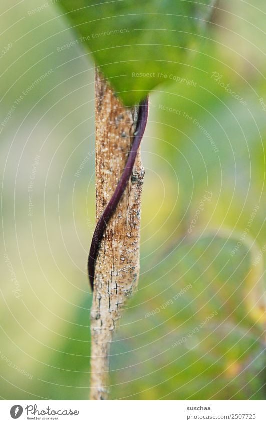 schlängelwachstum Pflanze sprosse Blatt Natur Wachstum Garten Park Gemüse anbau gartenanbau Landwirtschaft grün schlangenförmig Windung