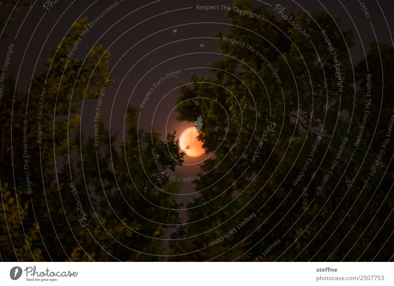 Blutmond bei totaler Mondfinsternis, durch Bäume scheinend Umwelt Natur Vollmond Wald ästhetisch außergewöhnlich Astronomie blutmond Farbfoto mehrfarbig