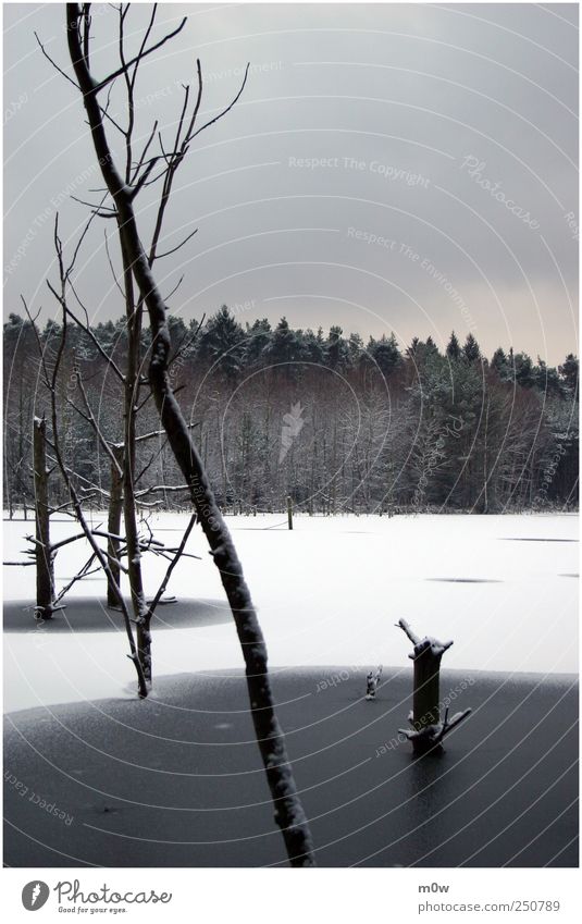 Stille Umwelt Natur Landschaft Pflanze Luft Wasser Himmel Wolken Winter schlechtes Wetter Eis Frost Schnee Baum Wald Seeufer Moor Sumpf Teich Denken frieren