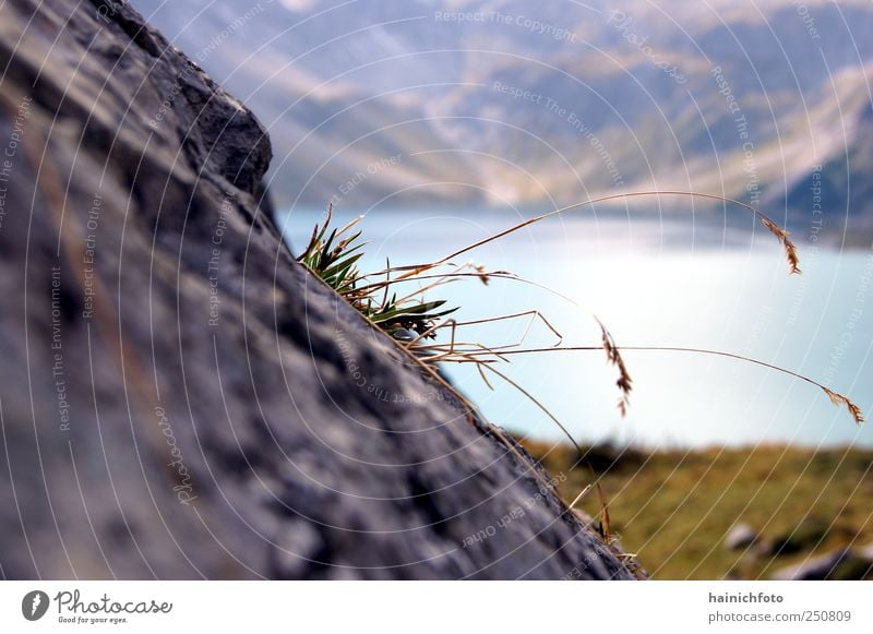 Lebenswille Natur Pflanze Schönes Wetter Gras Felsen Alpen Berge u. Gebirge See Blühend blau grau kark Farbfoto Außenaufnahme Nahaufnahme abstrakt Menschenleer