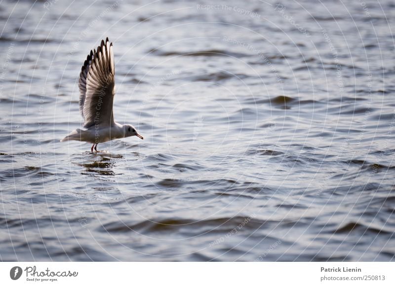 Auf die Plätze, Umwelt Natur Tier Wasser Wellen Küste Flussufer Wildtier Vogel Flügel 1 schön fliegen Futter beobachten elegant leicht Möwe Elbe Farbfoto