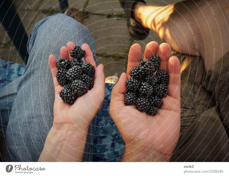 Alle Hände voll zu tun Mensch maskulin feminin Frau Erwachsene Mann Paar Partner Leben Finger Beine Fuß Hand Frauenhand Männerhand 2 45-60 Jahre Brombeeren