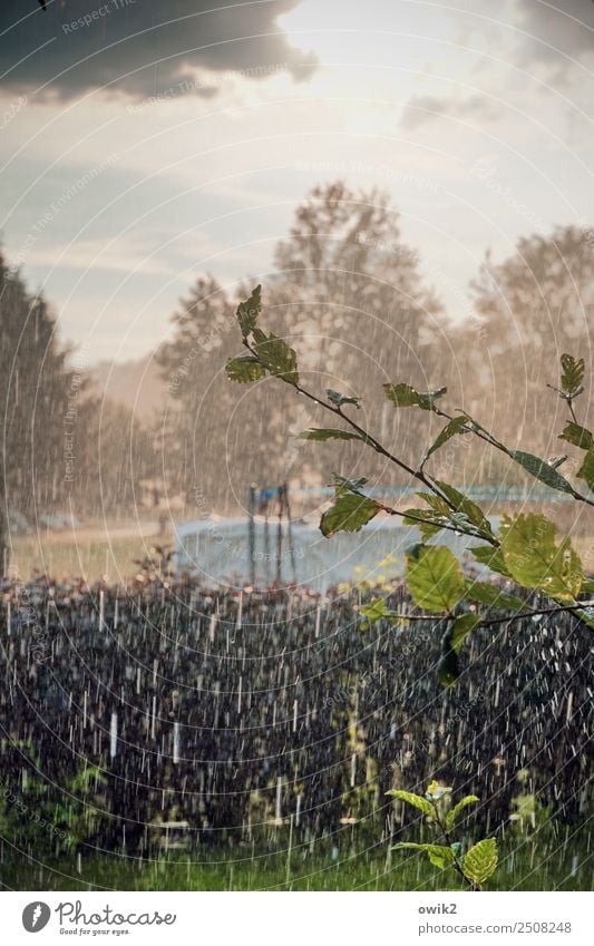 Aus einem Guss Umwelt Natur Landschaft Pflanze Wassertropfen Himmel Wolken Gewitterwolken Horizont Sommer Klima Wetter Unwetter Wind Sturm Regen Baum Sträucher