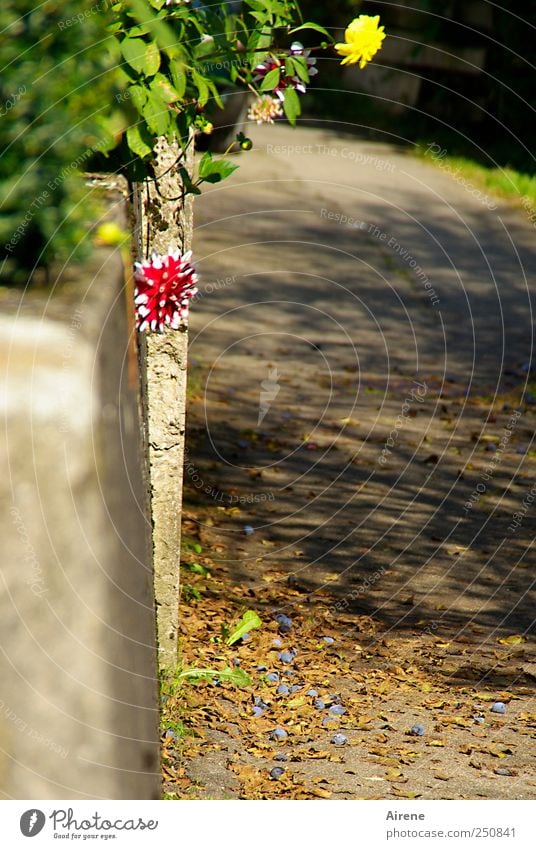 Sind wir nicht schön? [CHAMANSÜLZ 2011] Natur Pflanze Herbst Schönes Wetter Blume Herbstblume Garten Dorf Menschenleer Mauer Wand Straße Seitenstraße Stein