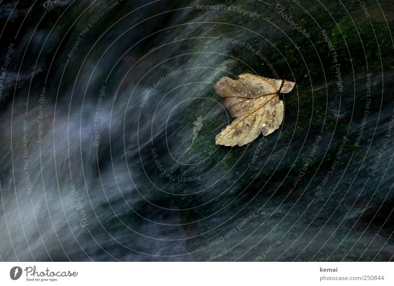 [CHAMANSÜLZ 2011] Ein Blatt im Wasser Umwelt Natur Pflanze Herbst Bach dunkel nass fließen Wassertropfen Farbfoto Gedeckte Farben Außenaufnahme Menschenleer Tag